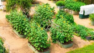 Vego Garden- Discover Vego Garden-s summer solution raised beds cover kits precision irrigation