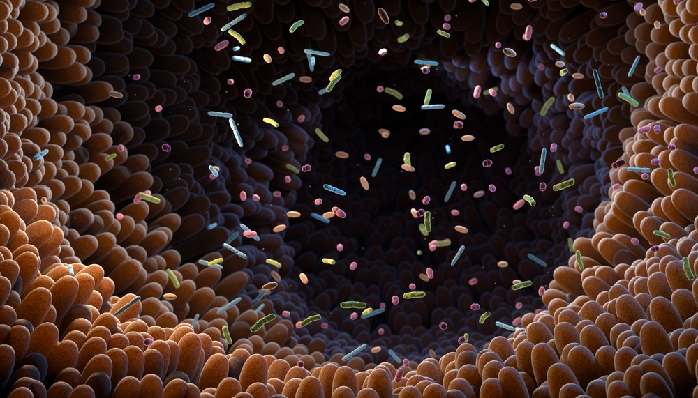 Intestinal,Bacteria.,Microbiome.,Gut,Microbiome,Helps,Control,Intestinal,Digestion,And