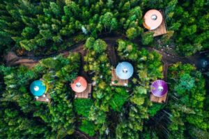 high-angle-view-trees-plants-forest-1