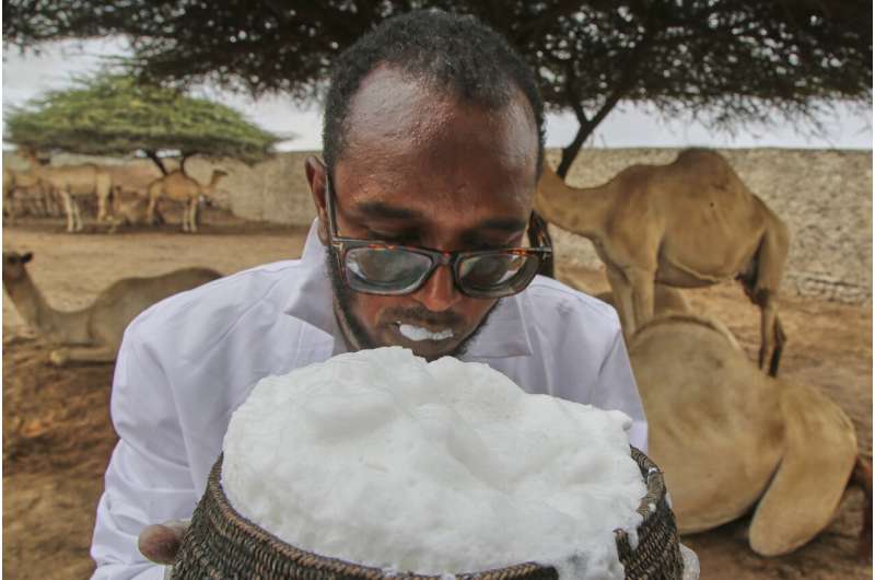 somalias-camel-milk-re