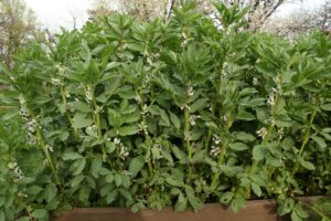 sustainable-gardening-is-meeting-nature-halfway-the-real-dirt
