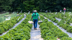 Farmers tend crops on campus belonging to Sisters of St. Joseph on Long Island