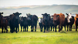 fa25-battle-cattle-09-BN-1024x585