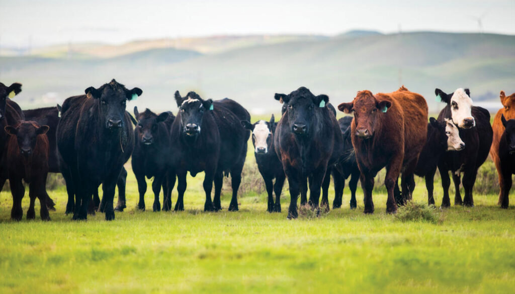 fa25-battle-cattle-09-BN-1024x585