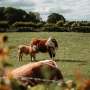 livestock