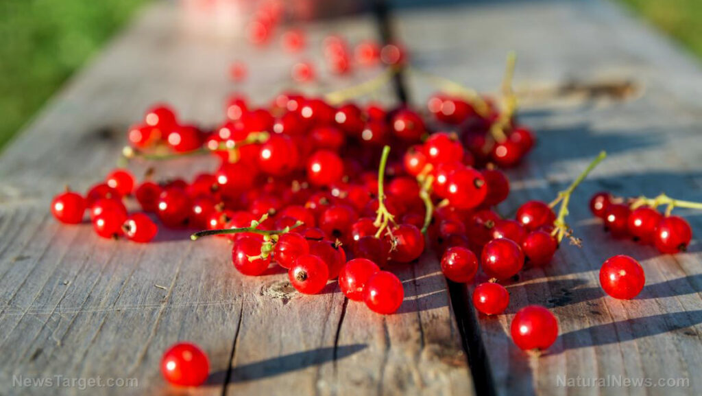 Cranberries-Fruit-Health