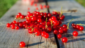 Cranberries-Fruit-Health