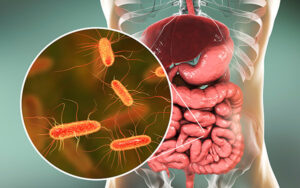 Intestinal microbiome, Escherichia coli