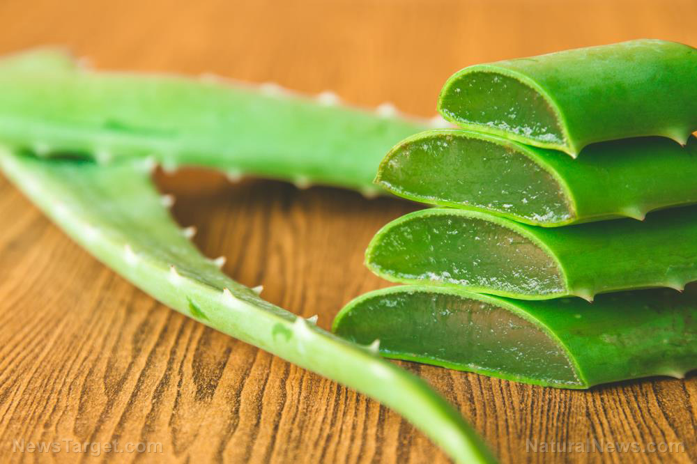 Aloe-Vera-Plant-Agave-Background-Beauty-Botanical