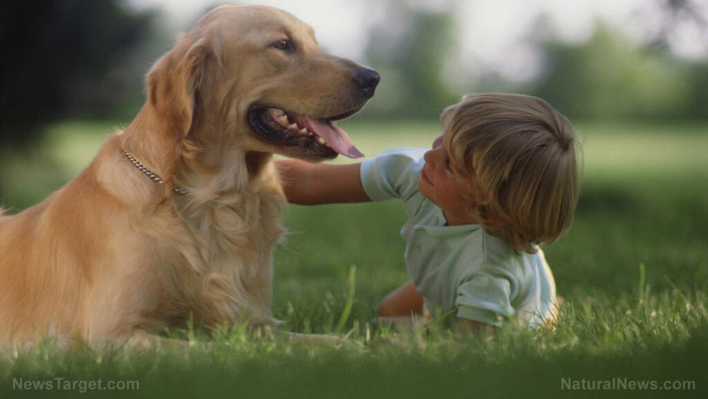 2026-03-27-manicured-grass-household-toxins-causing-cancer-pets