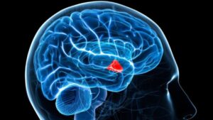 Diabetes-Drug-Affects-Brain
