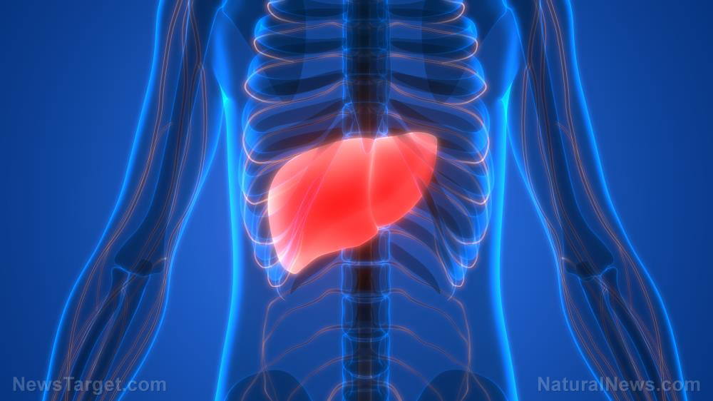 Liver-Fatty-Disease-Human-Cancer-Hepatitis-Anatomy
