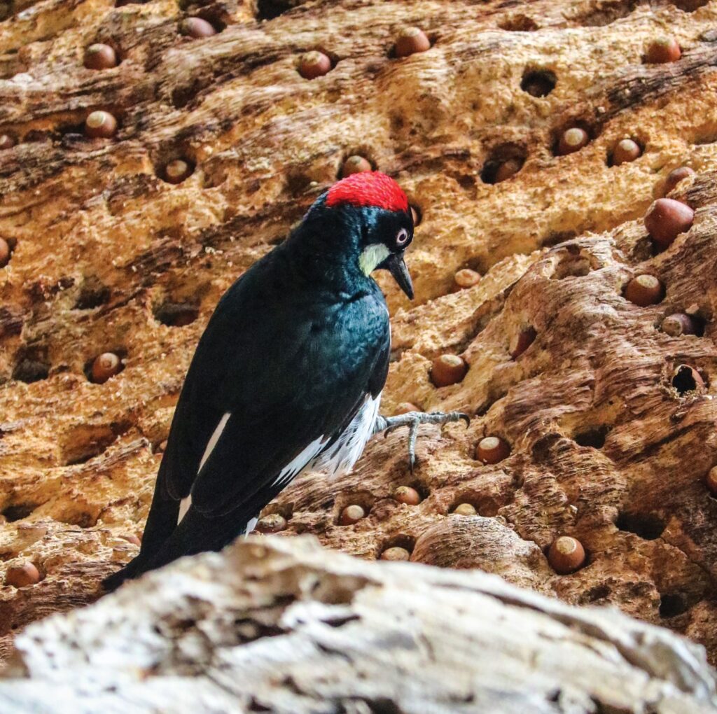 TPD-L-WOODPECKER-SGZ-030126