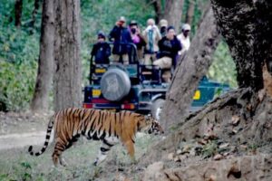 India-111116-2984e2-c-Karen-Rubin-Kahna-tiger