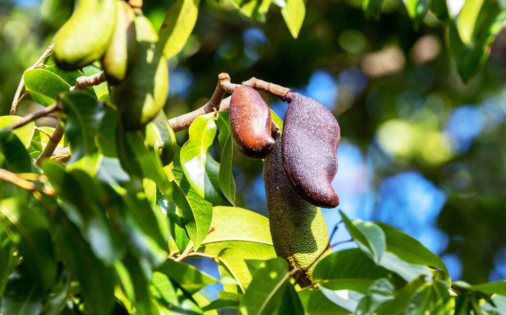 jatabo-tree-Hymenaea-courbaril-food-medicine-1m