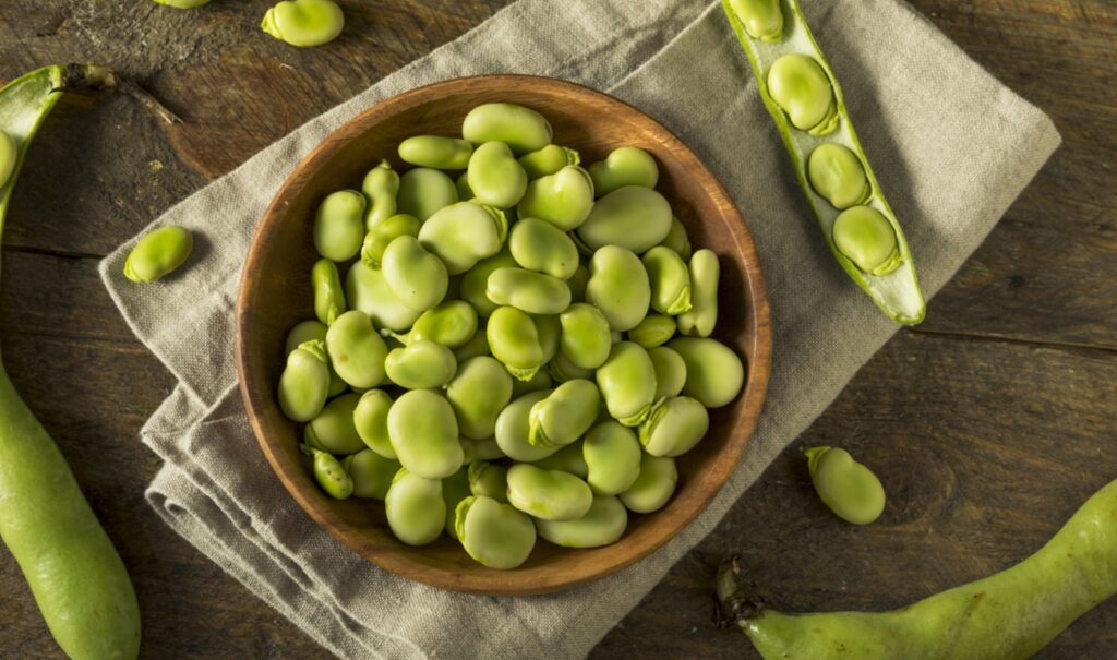 Raw Organic Fresh Green Fava Beans