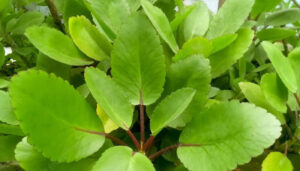 Tulsi
