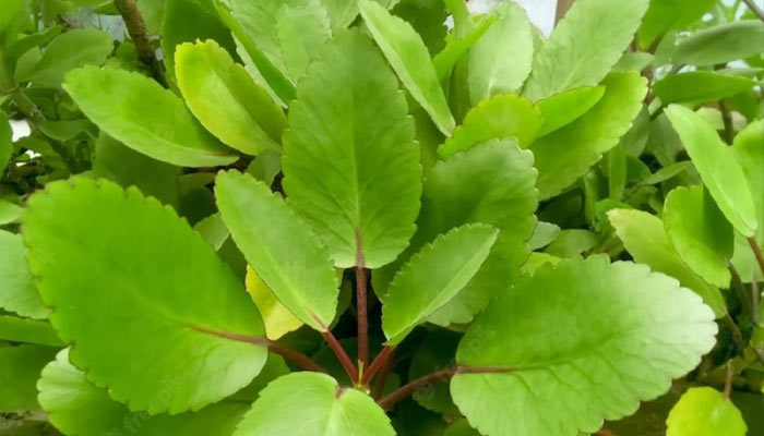 Tulsi