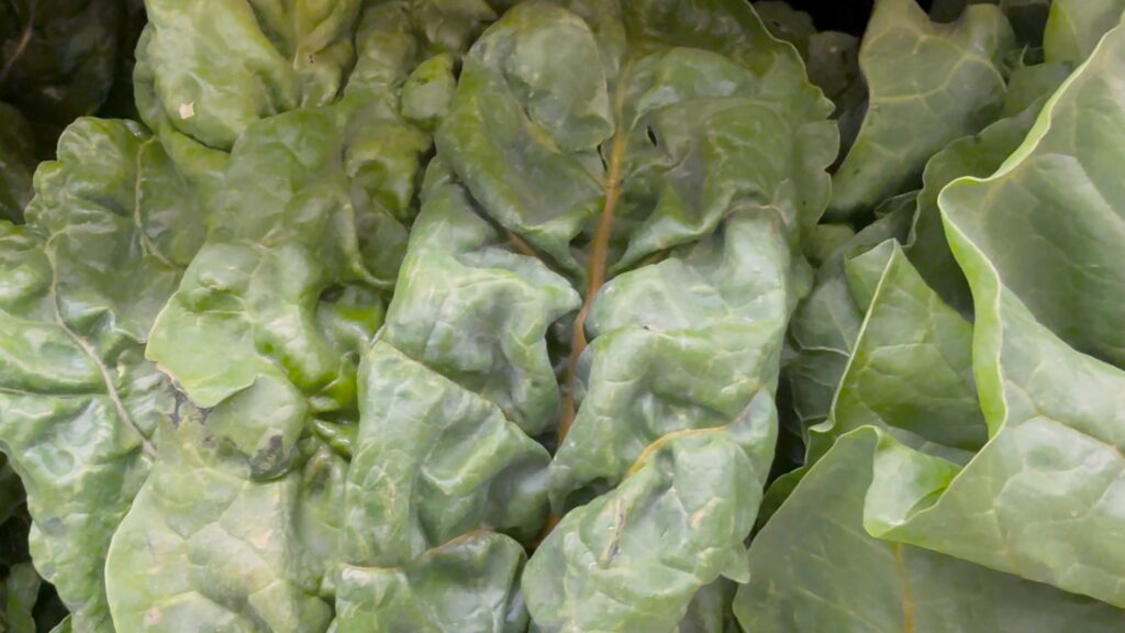 Fresh Leafy Green Vegetables Concept Food Recall