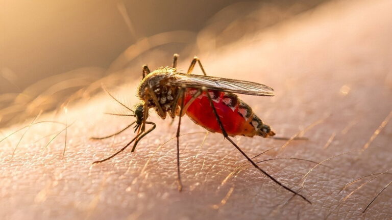doctronic-why-do-mosquito-bites-itch