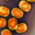 Revealed: Virus Hijacks Human Gene to Enhance Infection Power